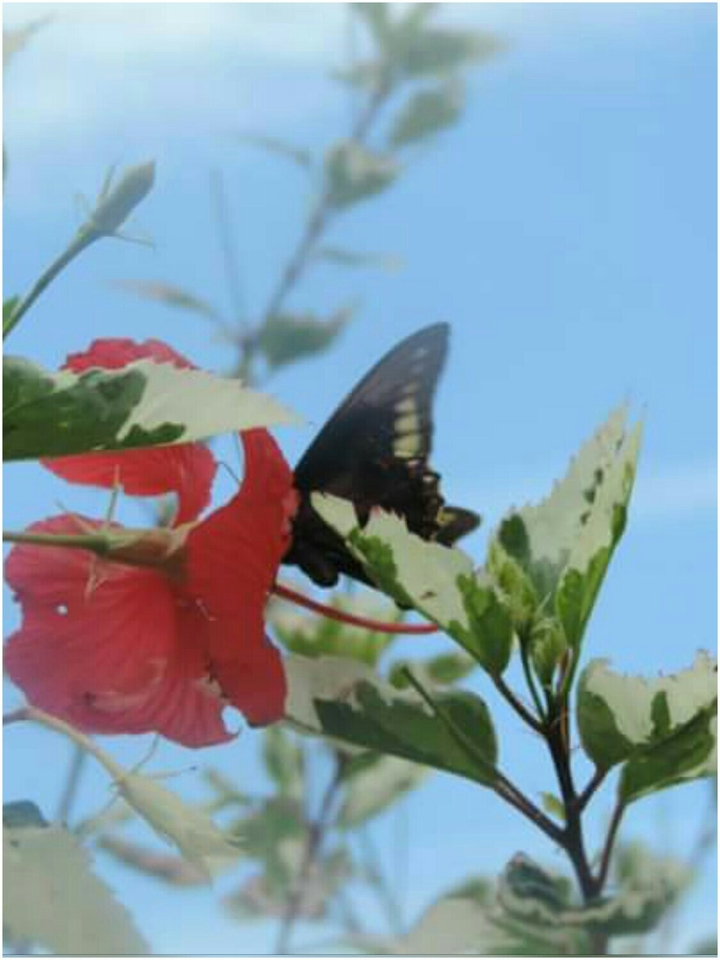 Borboleta