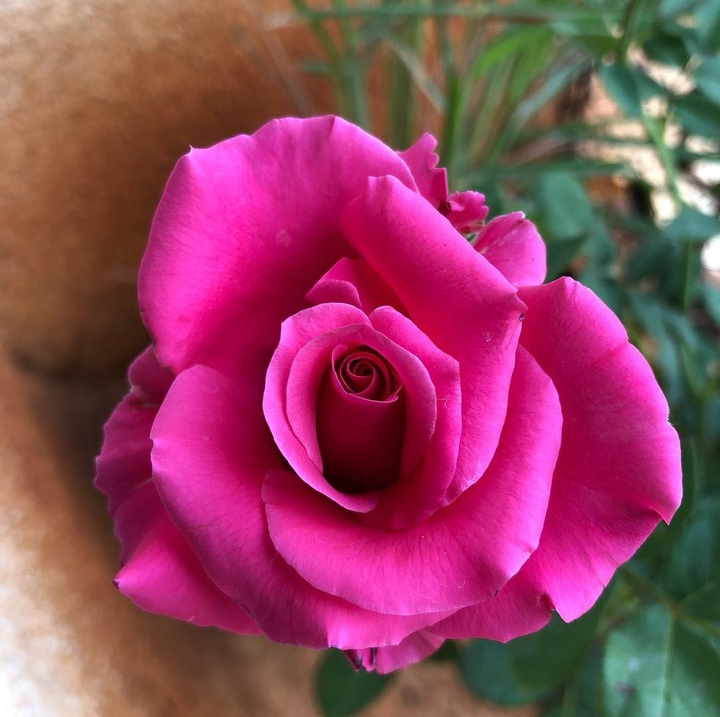 Rose