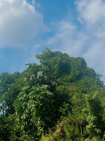 Leaf, Branch, Vegetation