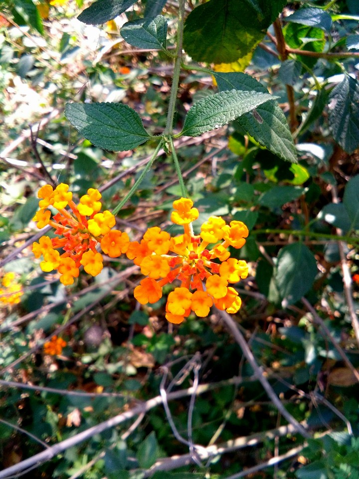 फ़्ल्वेर