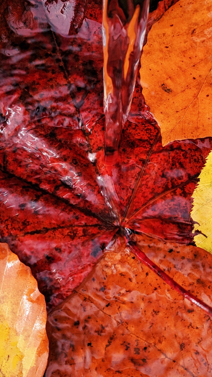 autumn waterfall