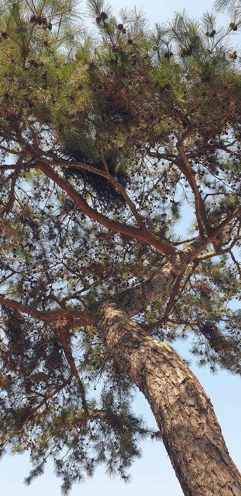 tapety evergreen, trunk