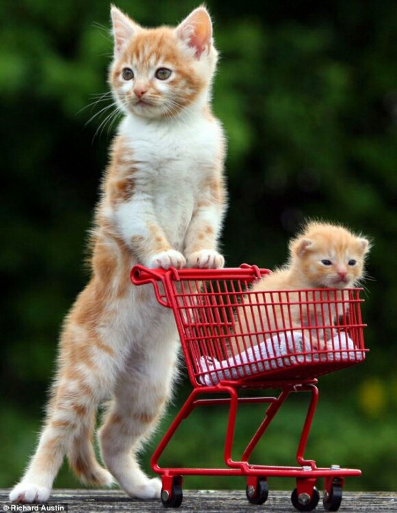 cats