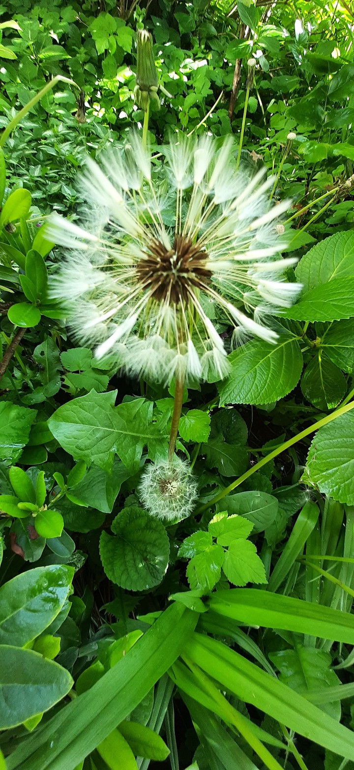 dandelion
