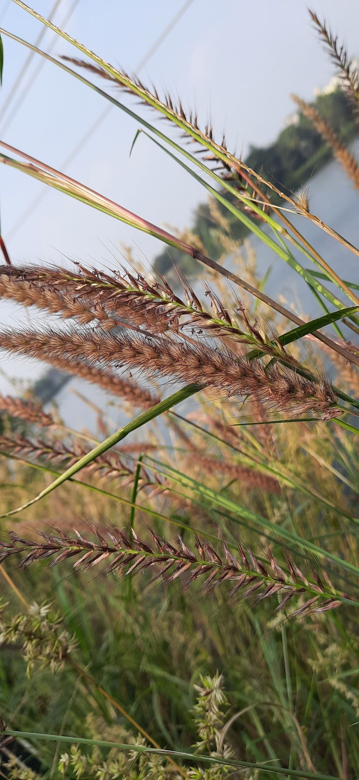 grass