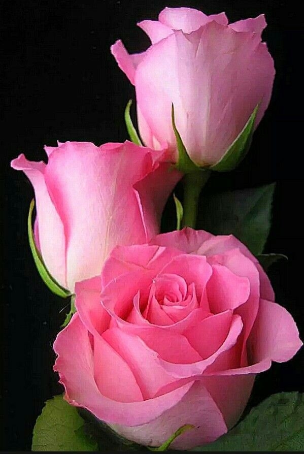 pink roses