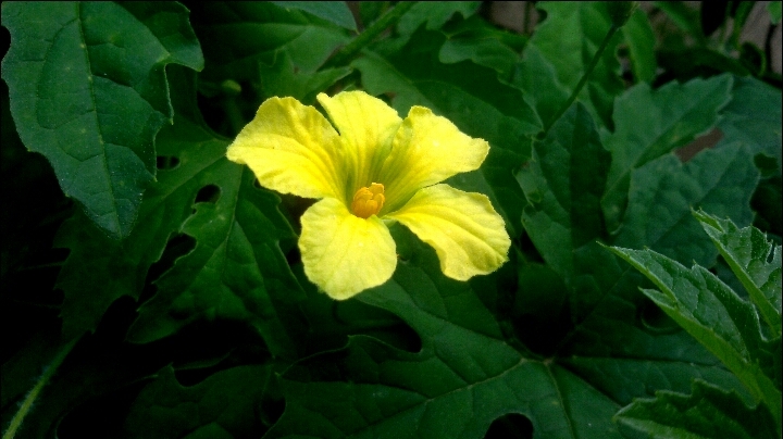 flower