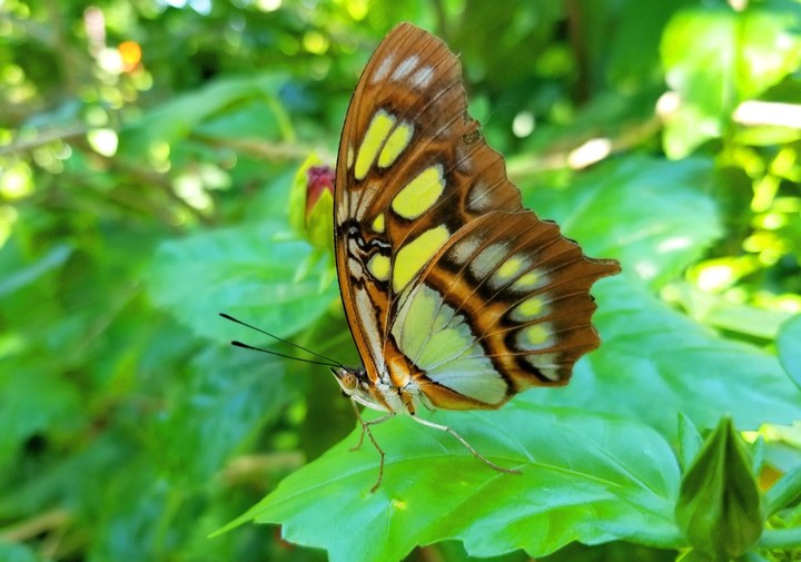 MARIPOSA POSANDO, SAN LORENZO, GRO