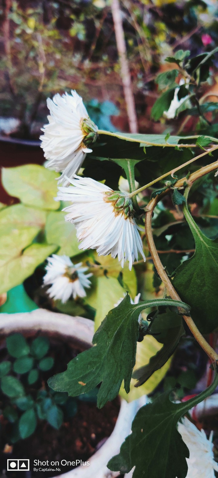 Beautiful Flowers
