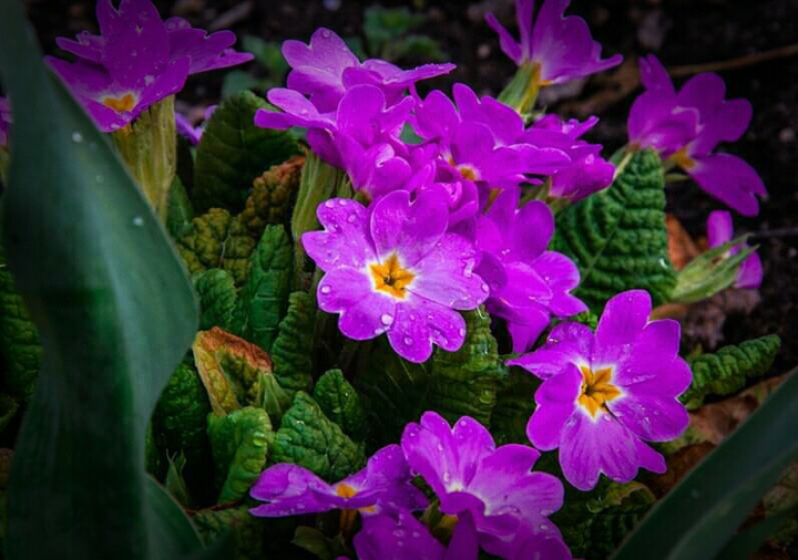 flowers