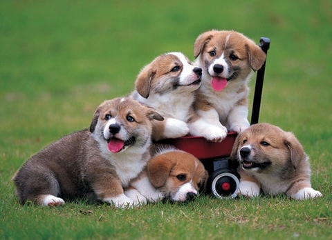 Dogs