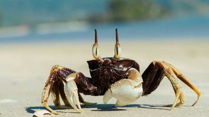 Ghost crab