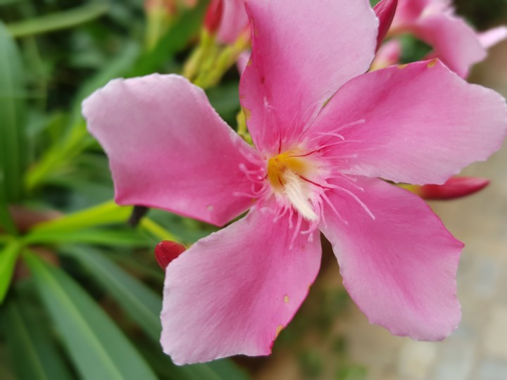 flower....
