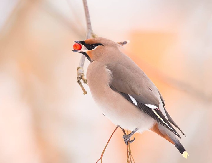 Bohemian Waxwing