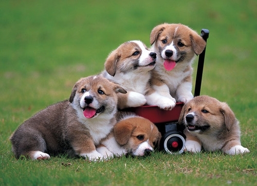 Dogs