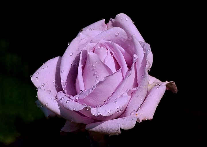 Roses