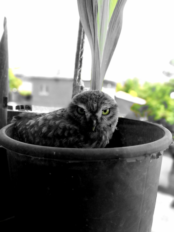 wild owl