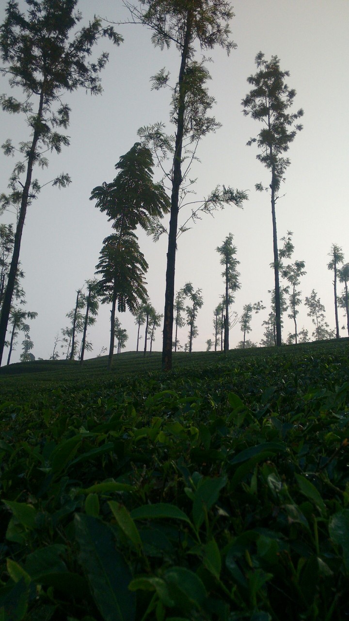 wagamon hills