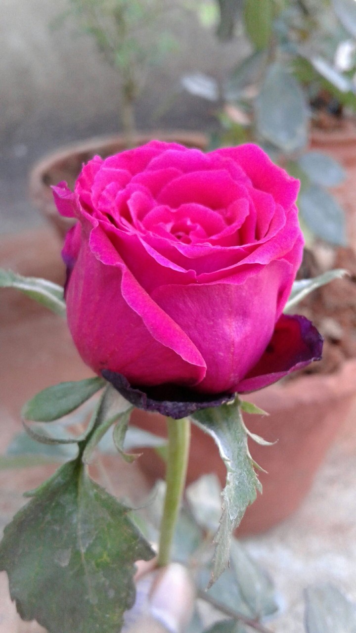 pink red