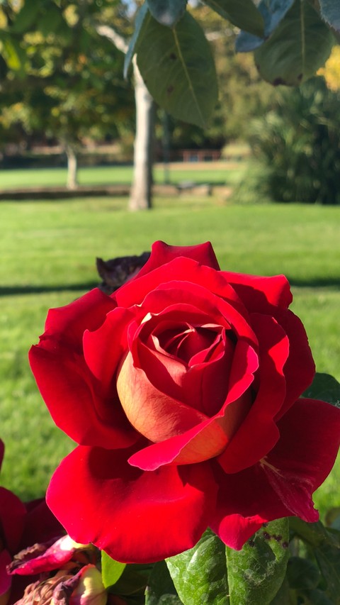Red Rose ?
