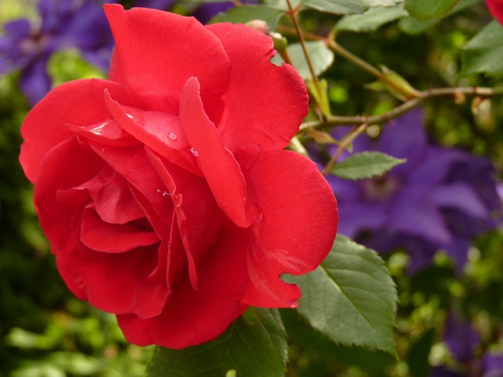 flower
