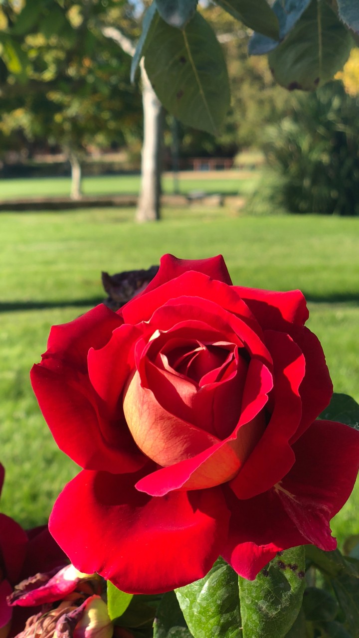 Red Rose ?