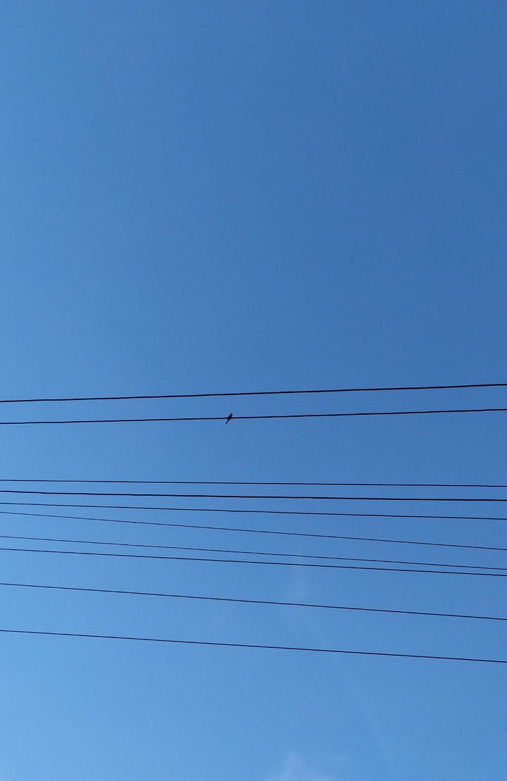 bird sky