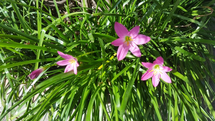 flowers