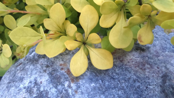 Yellow plant
