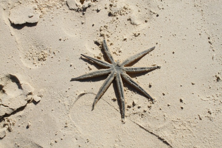 Estrela do mar