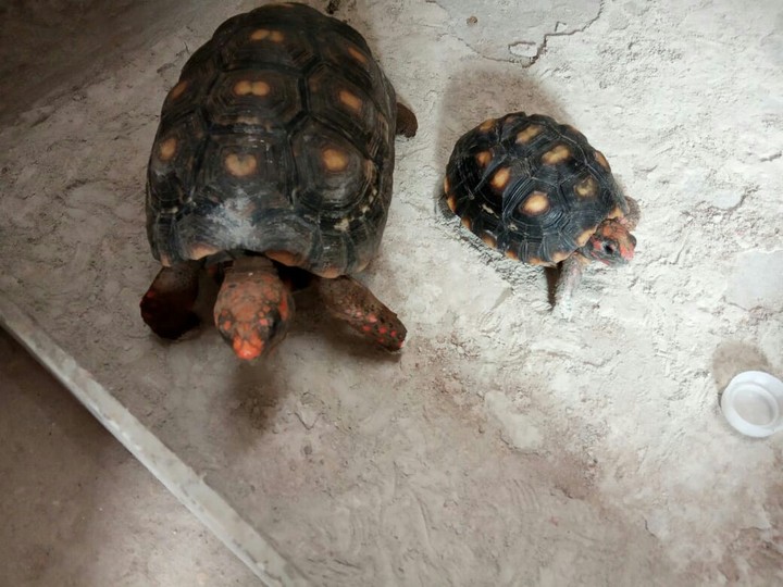 Turtle