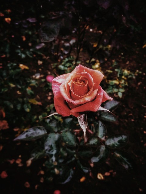 Rose gardens- Munnar