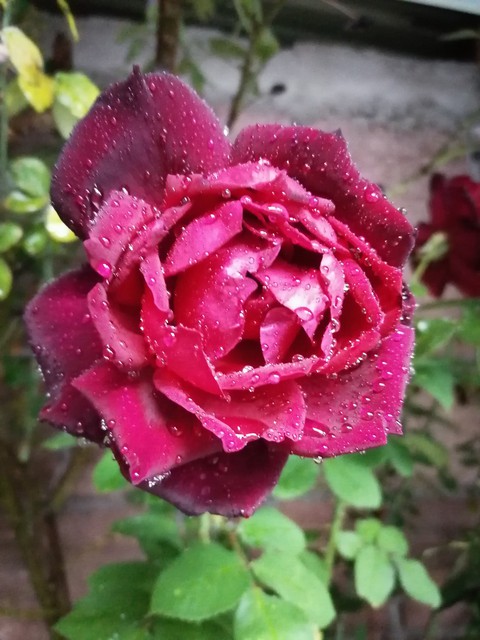 ROSAL
