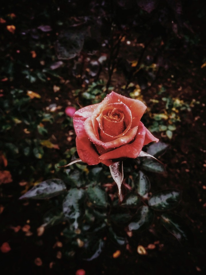 Rose gardens- Munnar