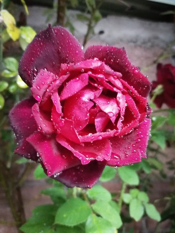 ROSAL