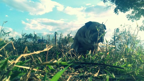 bulldog