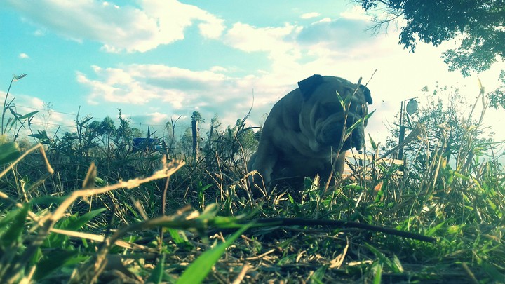bulldog