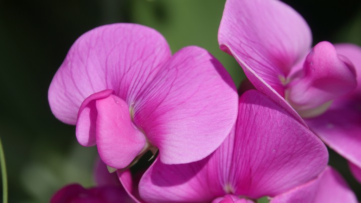 Pink flower