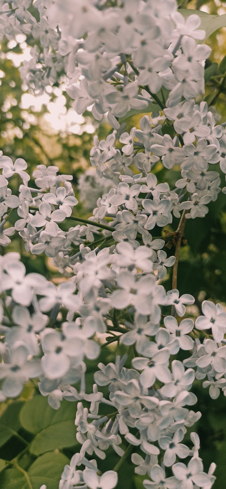 The smell of life, youth and hope