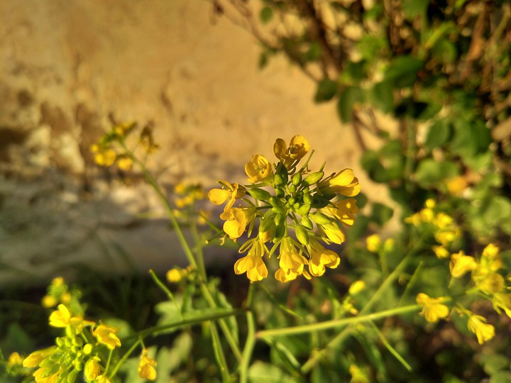 Yellow flowers