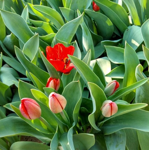 hình nền plant, tulip