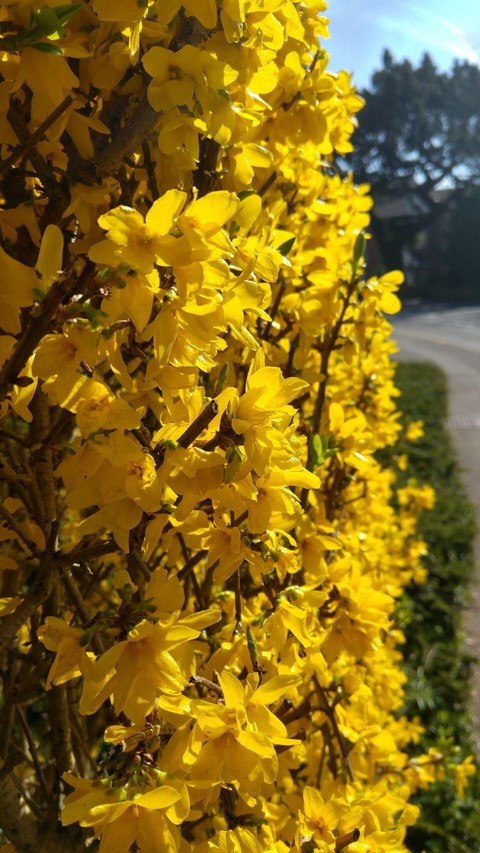 Yellow spring