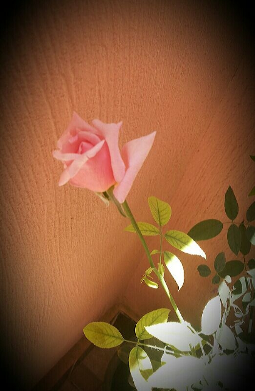 Pink Rose