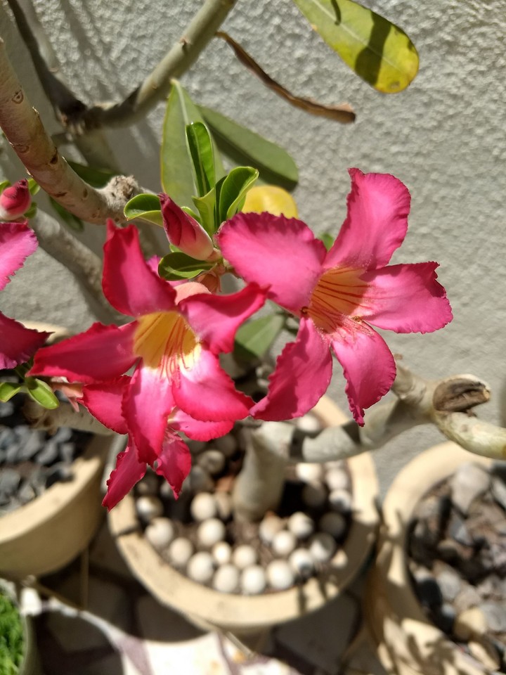 pink blossom