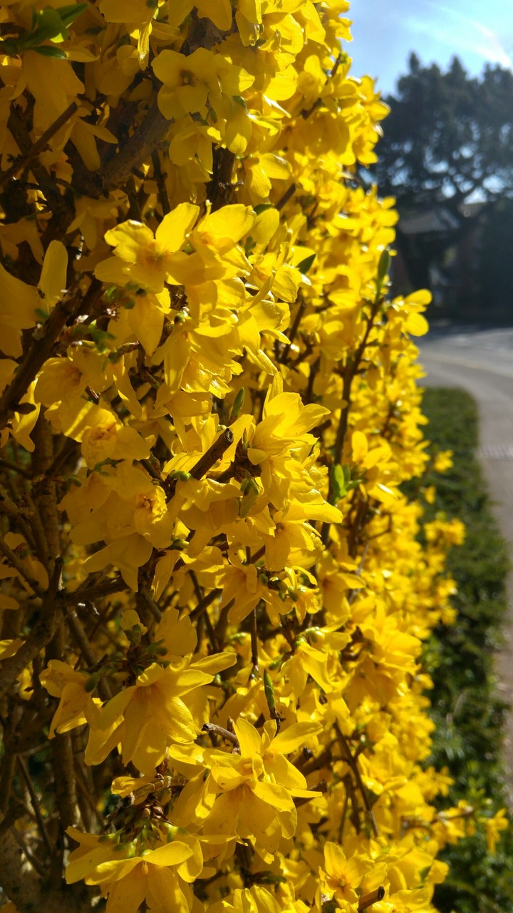 Yellow spring