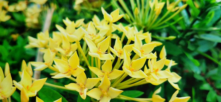 yellow flower