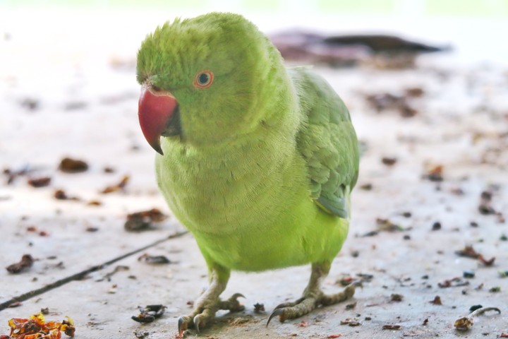 parrot