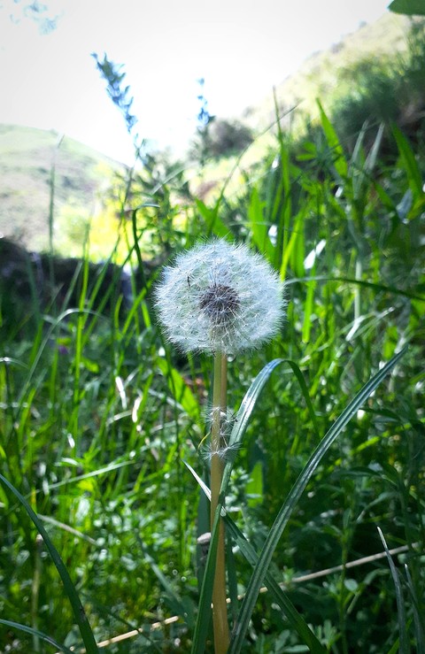 meadow, plant wallpapers