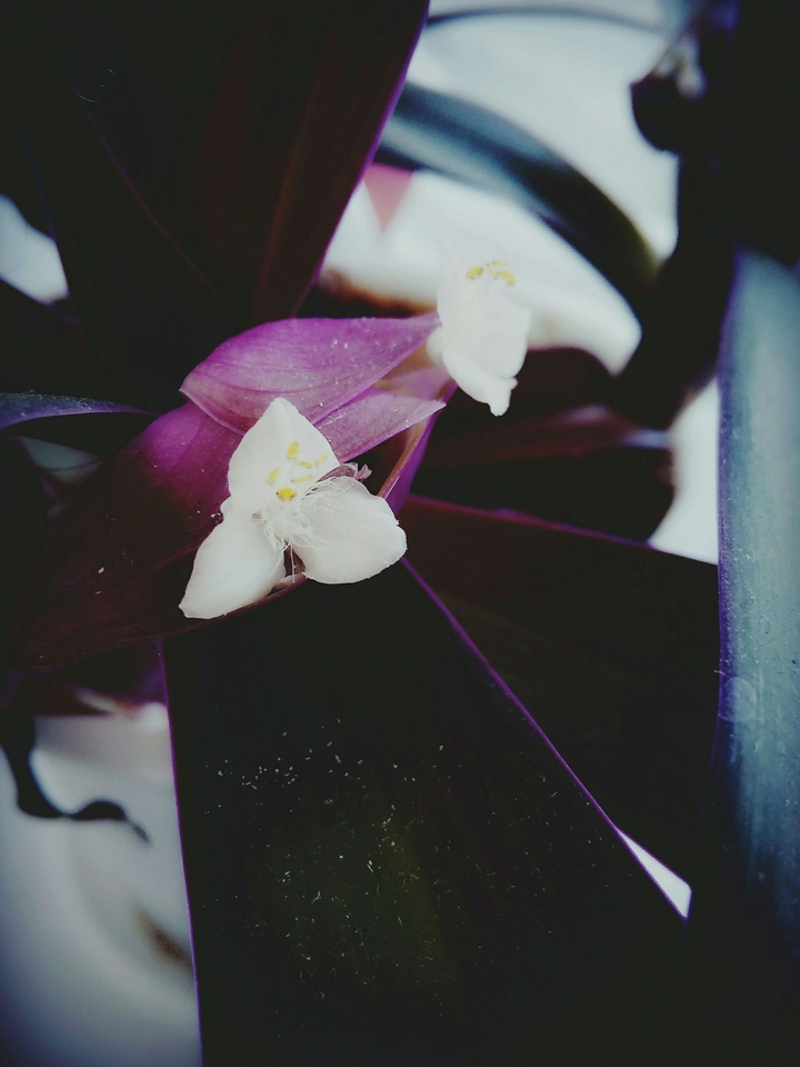 Violette and white