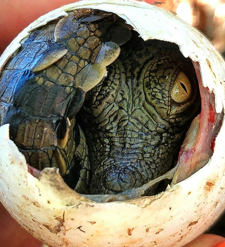 Danger out the Egg